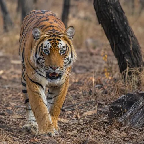 Rajasthan Wildlife Tour Packages