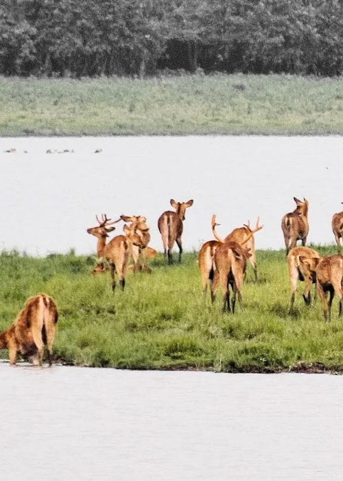 Kaziranga National Park tour package Assam