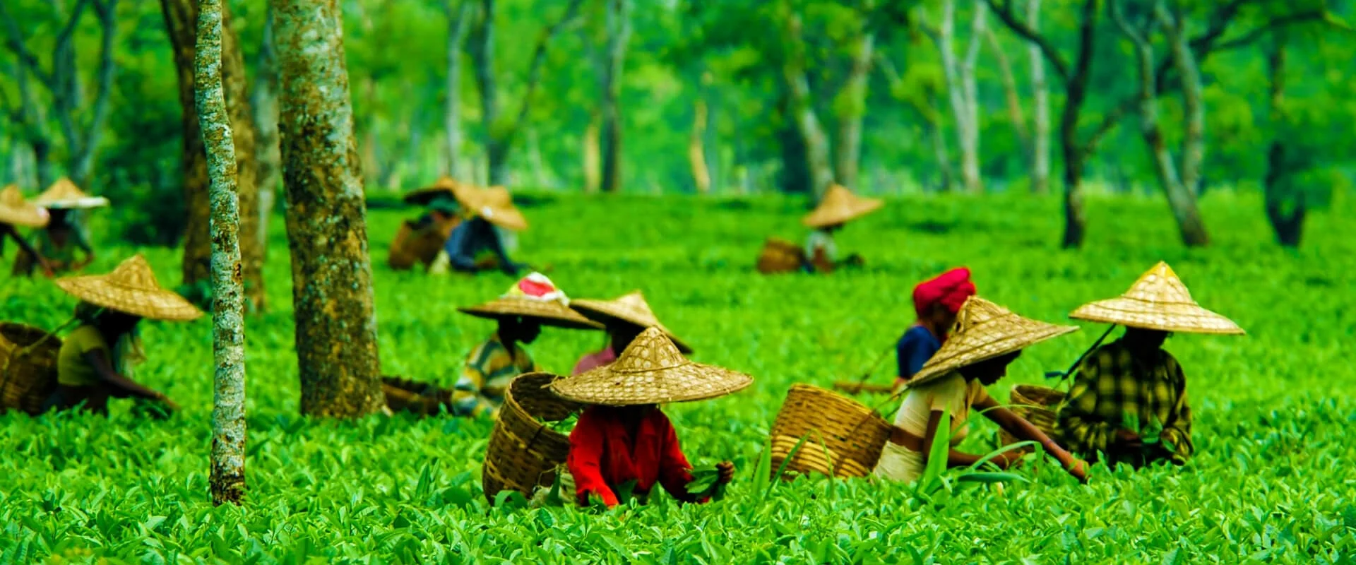 assam tour packages for couple