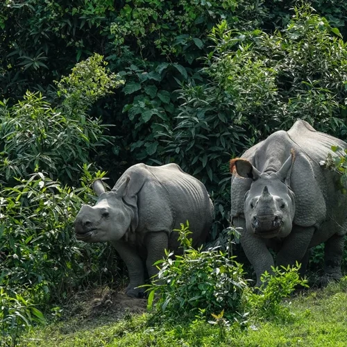 kaziranga national park safari package