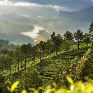 Thumbnail of Tea Valley in Munnar