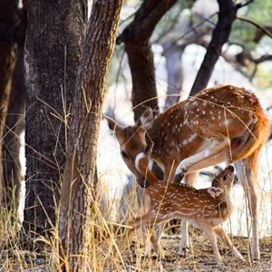 Ranthambore Tiger Safari Tour Package