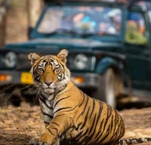 Ranthambore national park safari tour packages